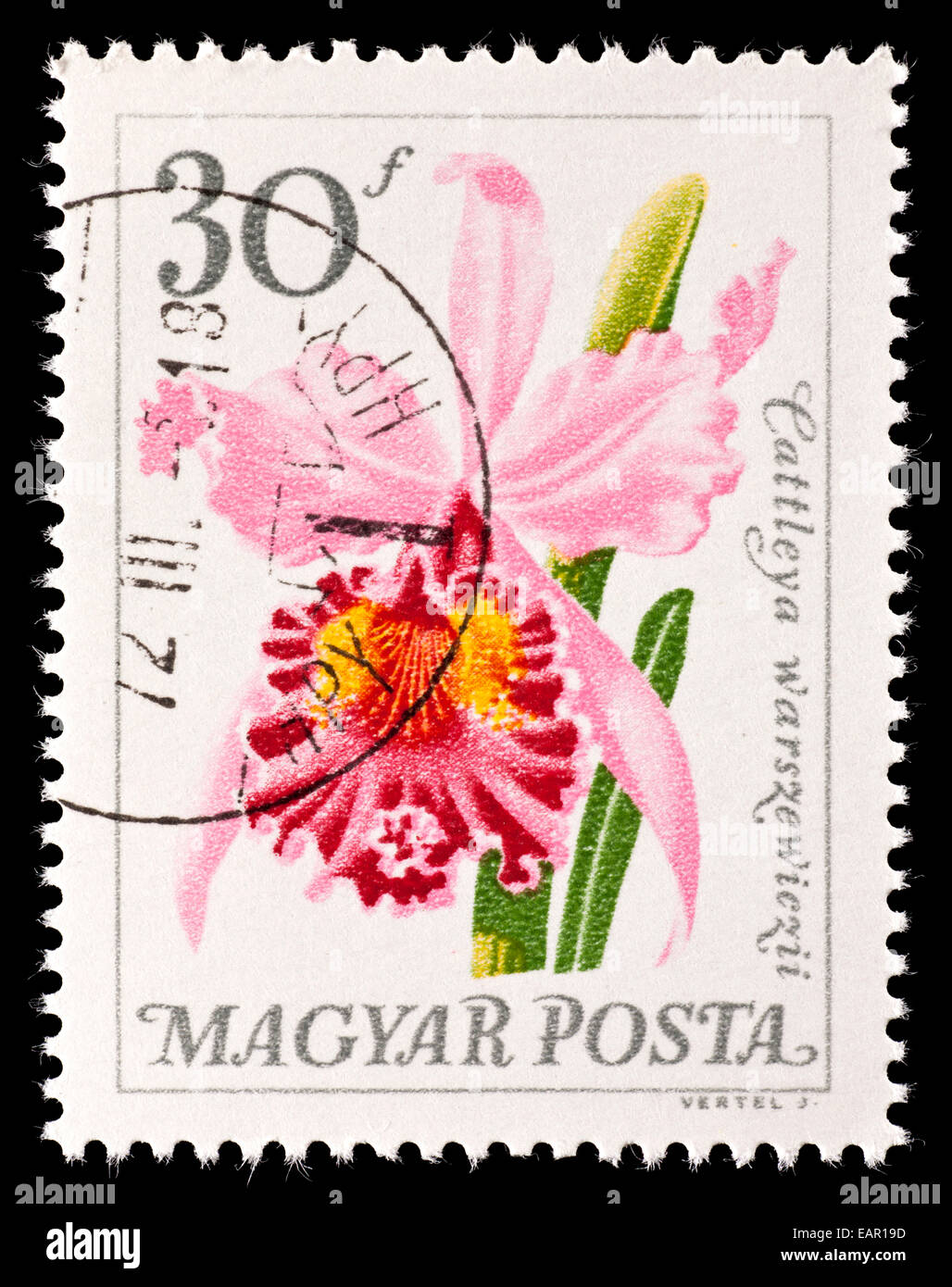 Postage stamp from Hungary depicting labiate Cattleya orchid (Cattleya warszewiczii) Stock Photo