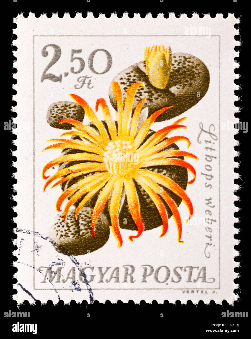 Postage stamp from Hungary depicting living stones flowers (Lithops weberii) Stock Photo