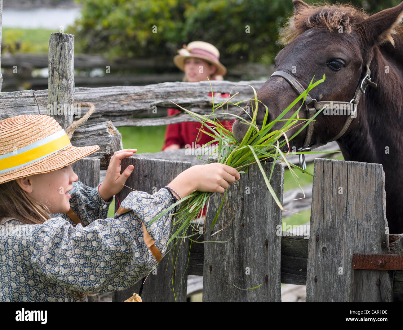 Feeding fresh grass to a horse. A costumed girl feeds grass to a penned