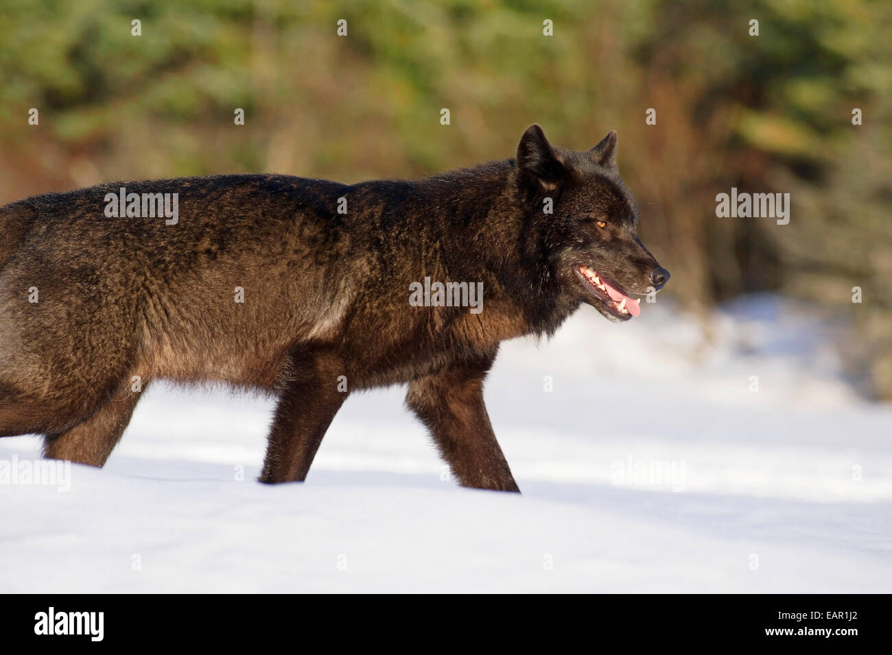 Archipelago Wolf In Black Color Phase On Snow Field Southeast Alaska ...