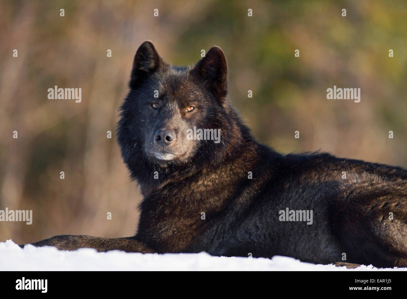Archipelago Wolf In Black Color Phase Laying On Snow Field Southeast Alaska Winter Tongass Nat Forest Stock Photo