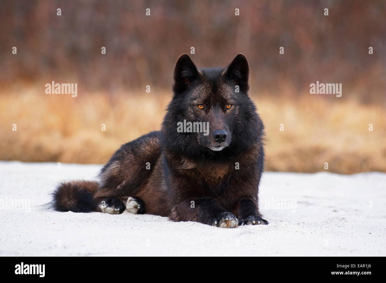 Archipelago Wolf In Black Color Phase Laying On Snow Field Southeast ...