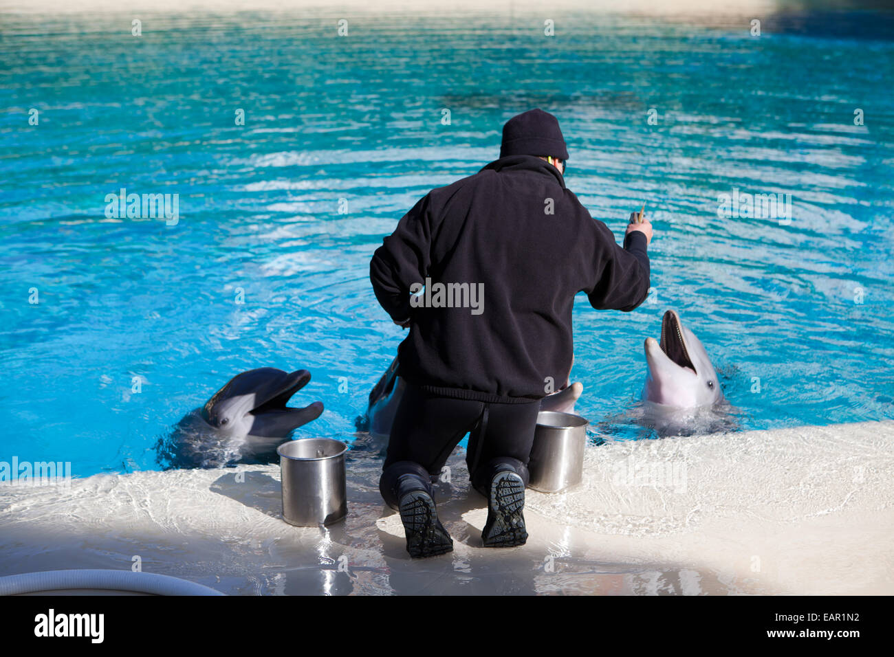 Dolphin feeding at Siegfried and Roy's Secret Garden and Dolphin Habitat, Mirage Hotel, Las Vegas, Nevada, USA Stock Photo