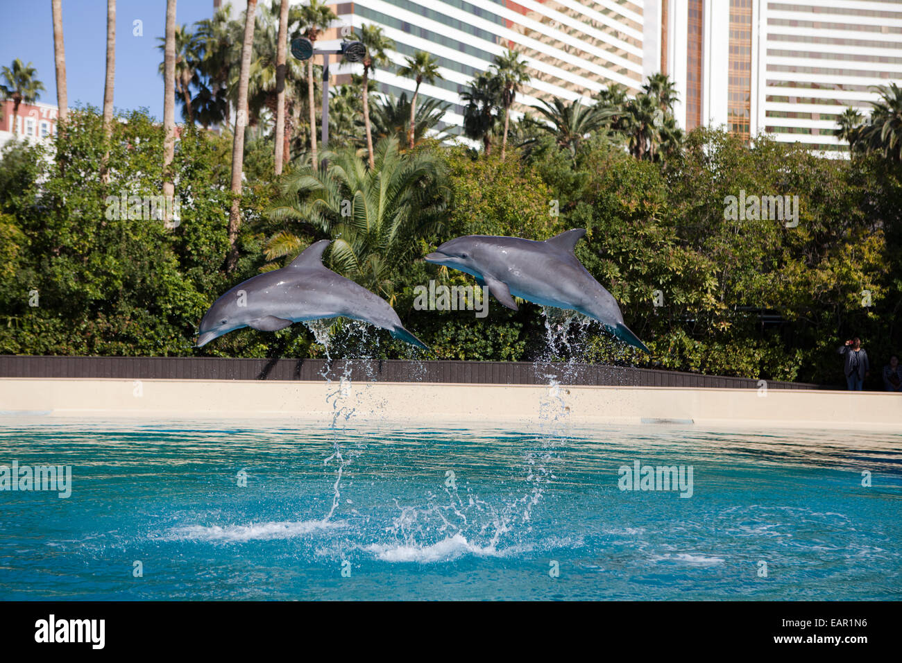 Siegfried and Roy's Secret Garden and Dolphin Habitat at Mirage Hotel, Las Vegas, Nevada, USA Stock Photo