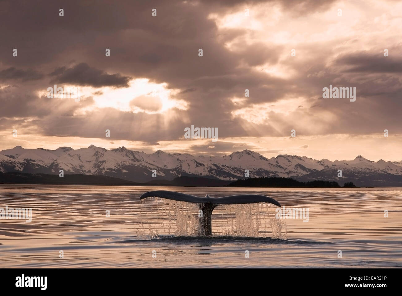 The Fluke Of A Humpback Whale Rises Out Of The Water As It Swims Toward ...