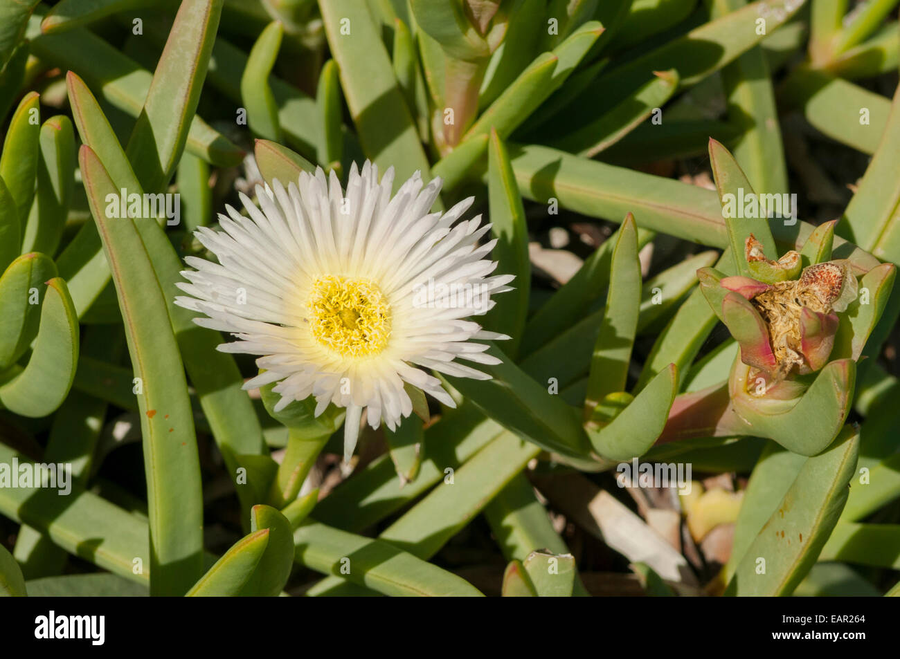 Carpobrotus rossii, White Pigface at Nanga Bay, WA, Australia Stock Photo