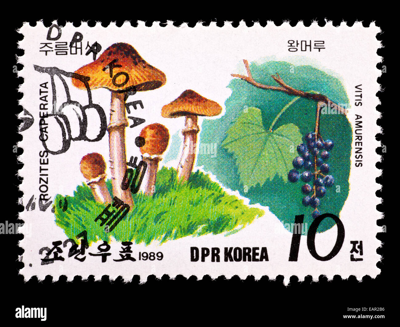 Postage stamp from North Korea depicting gypsy mushroom (Cortinarius caperatus) Stock Photo
