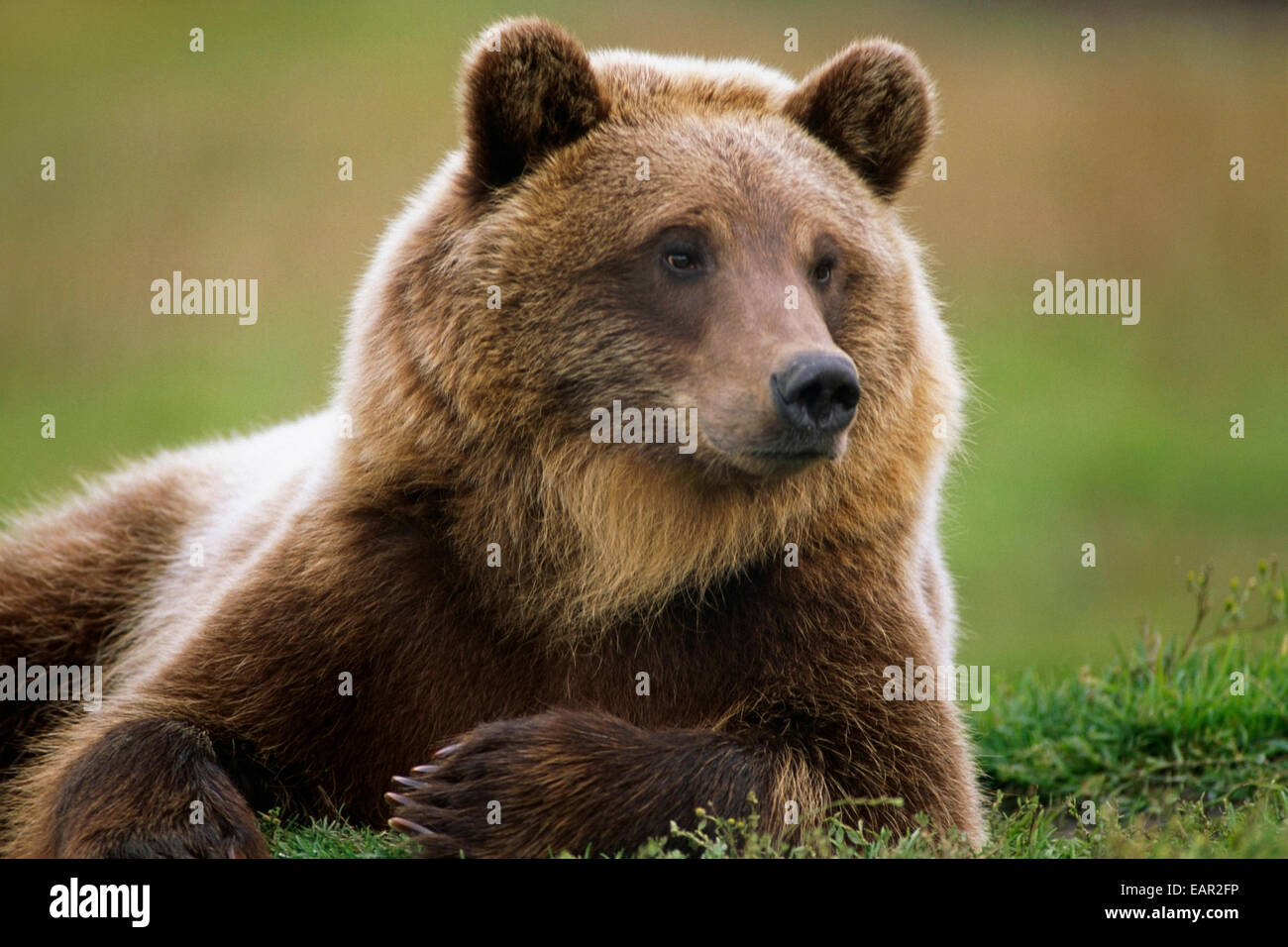 Captive Brown Bear Laying Down At Alaska Wildlife Conservation Center