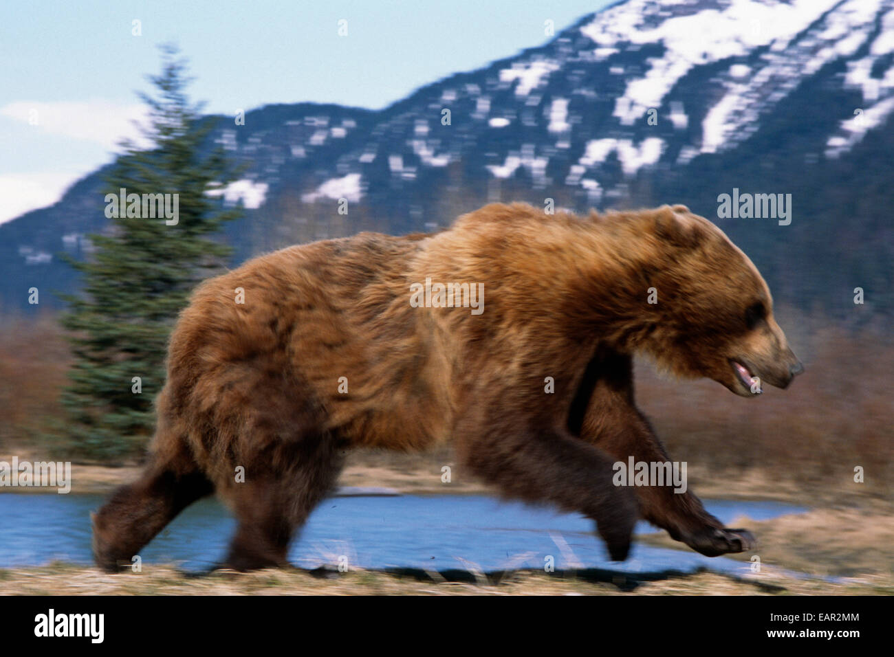 Young Grizzly Bear Running At The Alaska Wildlife Conservation Center