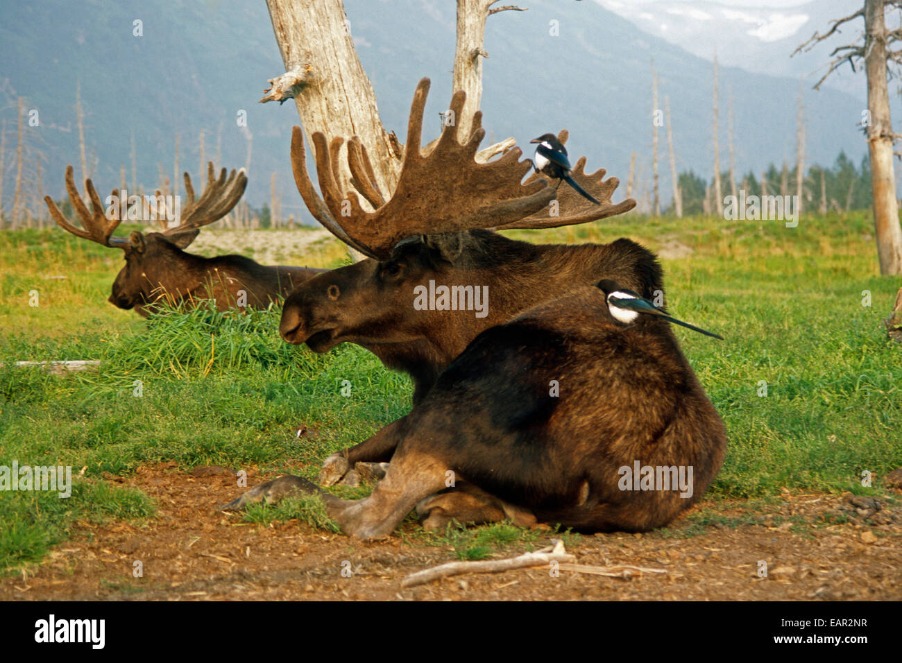 Bull Captivity Design pics moose hi-res stock photography and images - Alamy