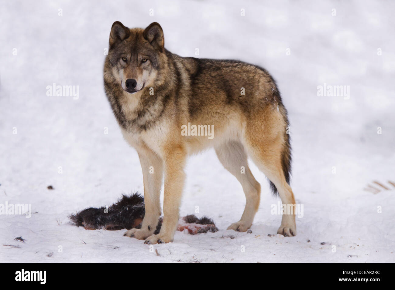 Winter,Portrait,Alaska,Gray Wolf,Snow Stock Photo