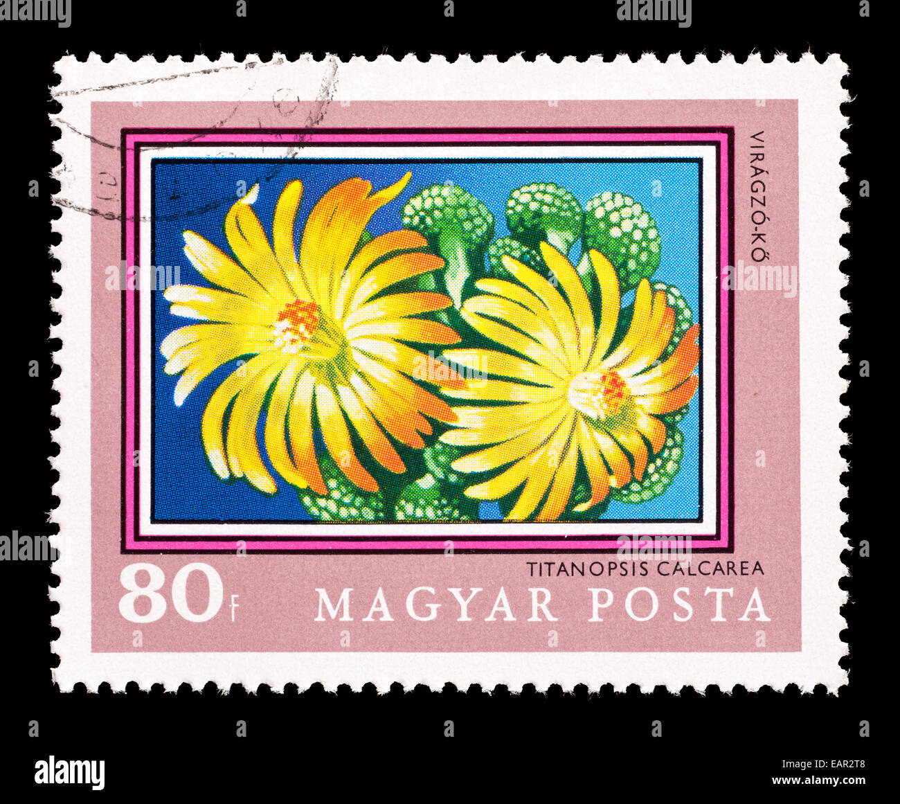 Postage stamp from Hungary depicting cactus flowers of the plant ...