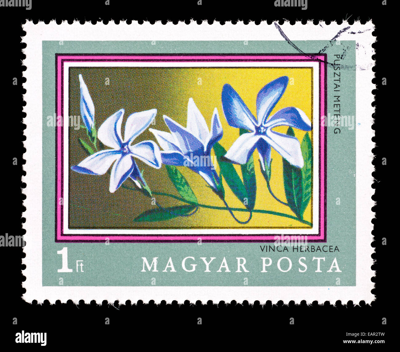 Postage stamp from Hungary depicting Herbaceous Periwinkle flowers ...