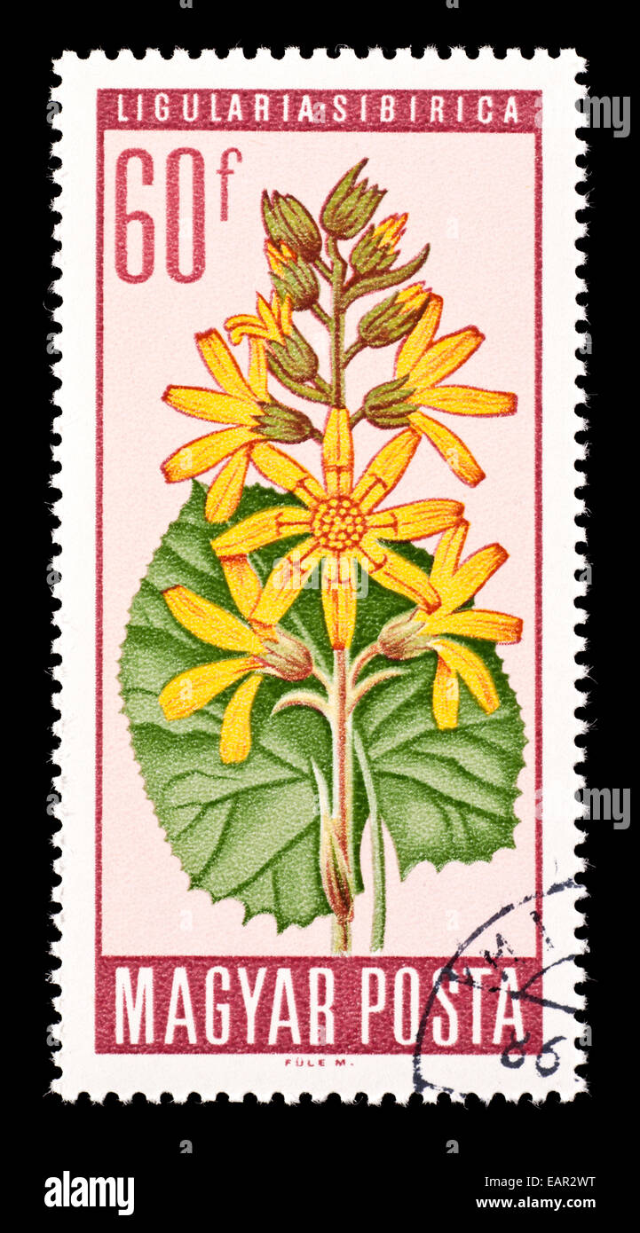 Postage stamp from Hungary depicting Siberian rocket flowers (Ligularia ...