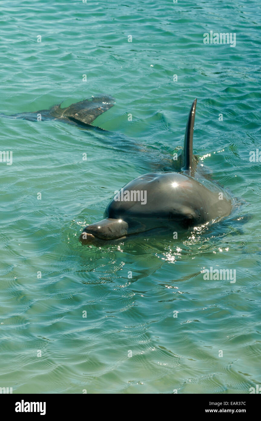 Bottlenose Dolphin at Monkey Mia, Shark Bay Marine Park, WA Stock Photo