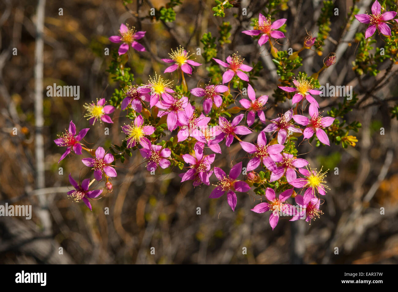Calytrix brevifolia, Short-leaved Starflower in Kalbarri NP, WA, Australia Stock Photo
