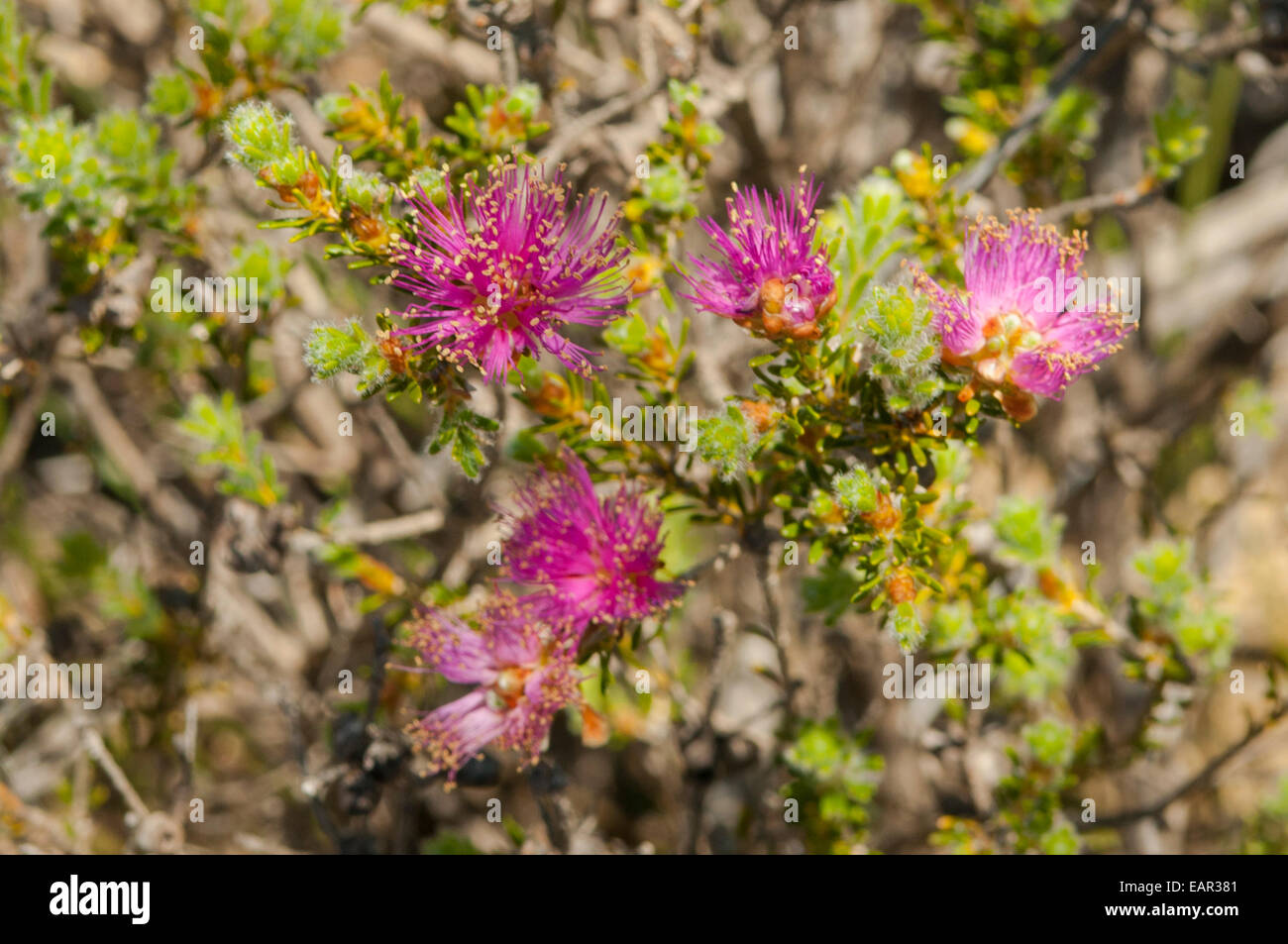 Eremaea fimbriata, Pink Eremaea in Kalbarri NP, WA, Australia Stock Photo