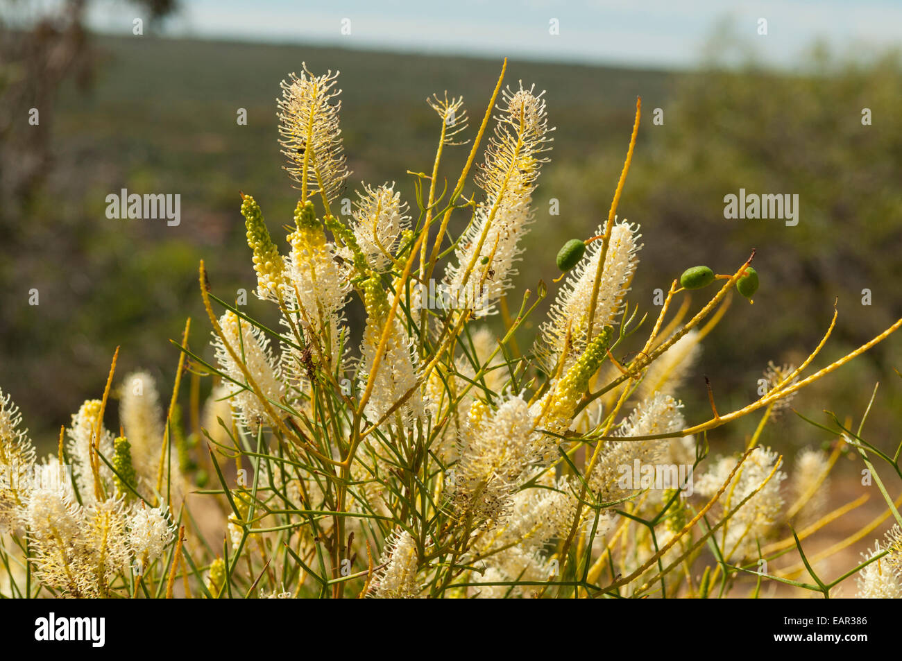 Grevillea obliquistigma in Kalbarri NP, WA, Australia Stock Photo