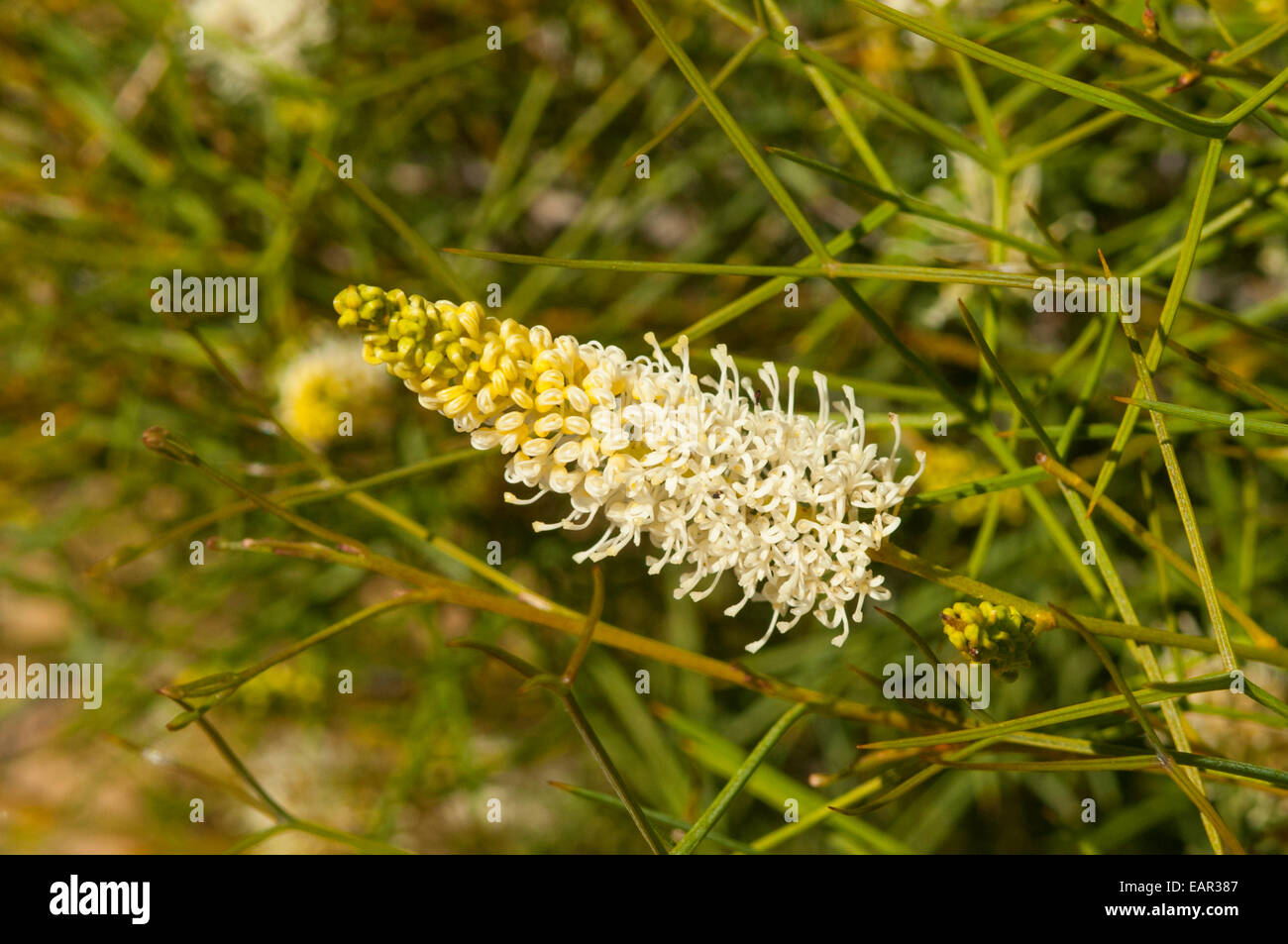 Grevillea obliquistigma in Kalbarri NP, WA, Australia Stock Photo
