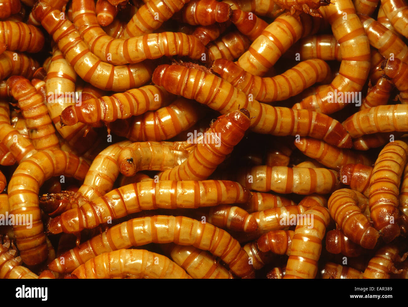 Yellow Mealworm, Tenebrio molitor, Coleoptera, Rome, Italy Stock Photo