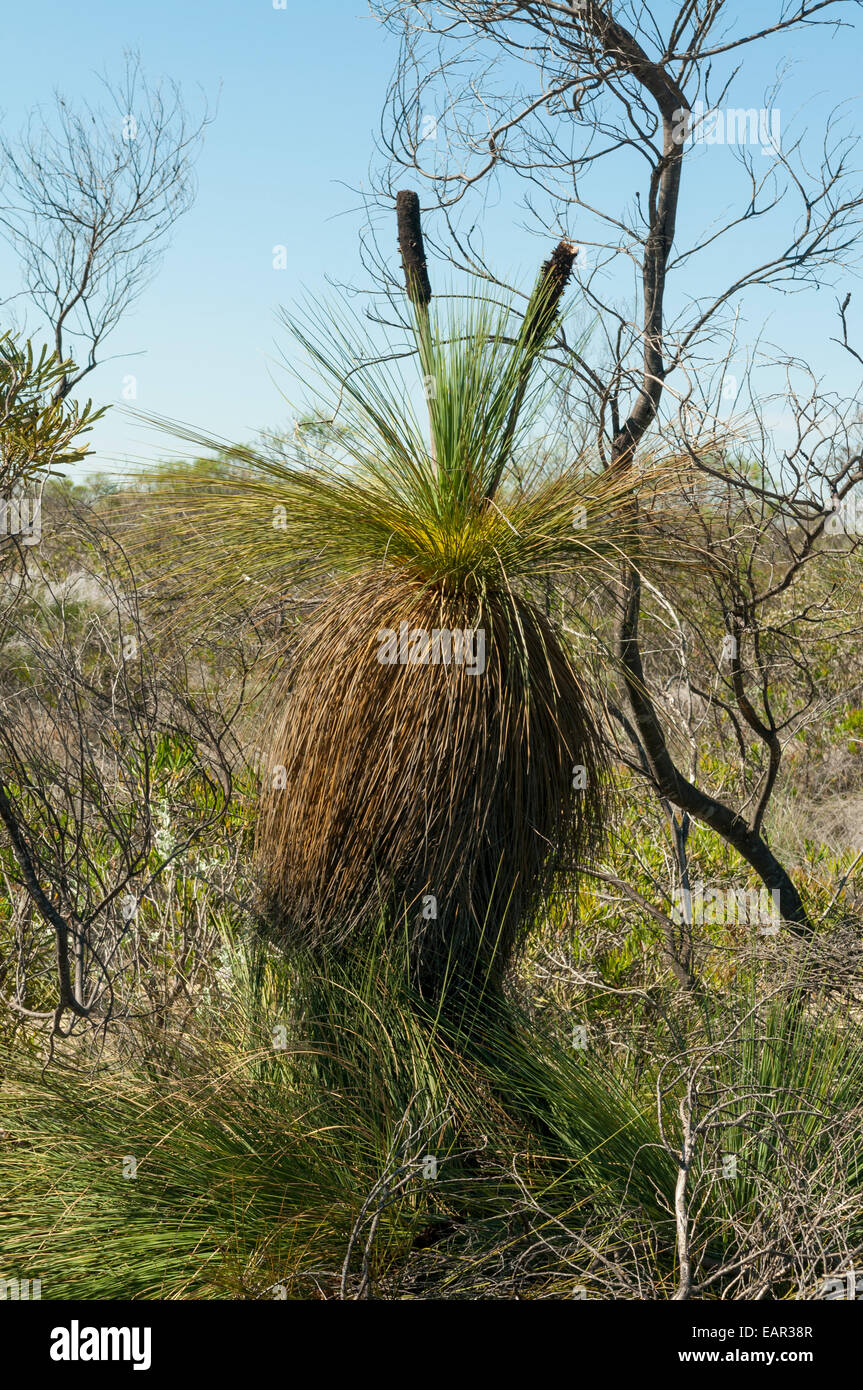 Xanthorrhoea johnsonii, Grass Tree in Kalbarri NP, WA, Australia Stock Photo