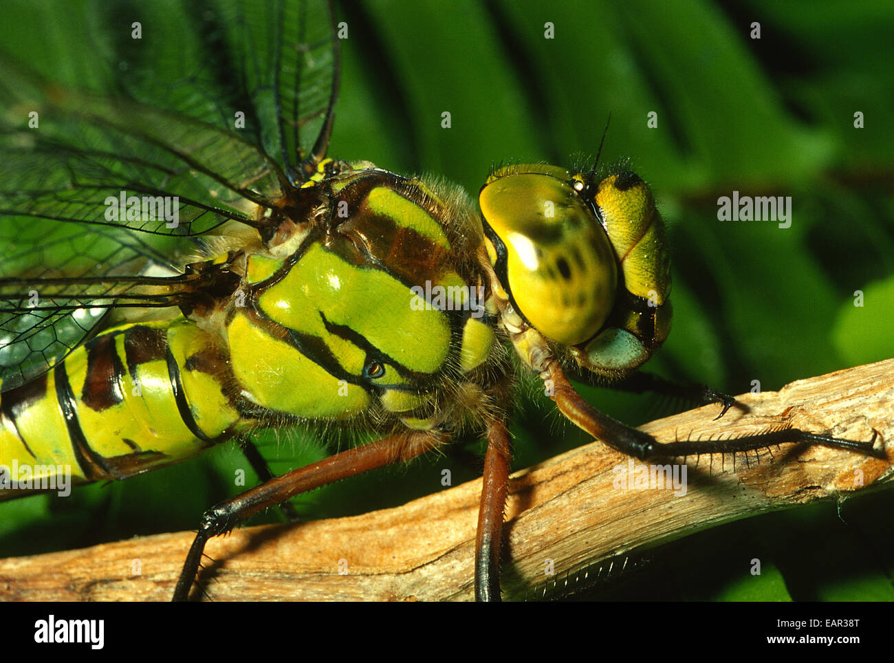 Blue Hawker Aeshna cyanea Aeshnidae, Rome, Italy Stock Photo