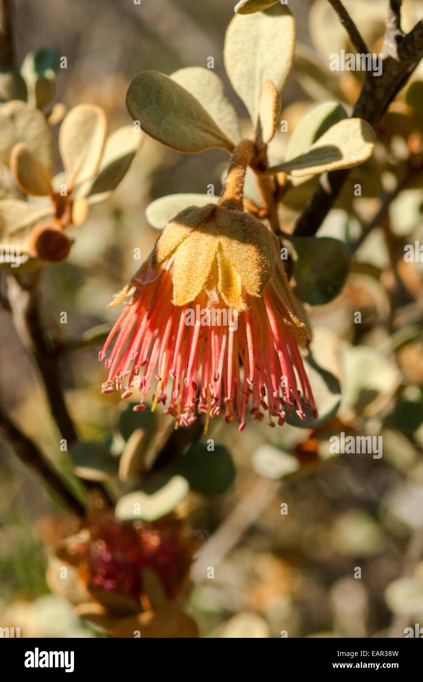 Diplolaena mollis, Furry Diplolaena in Kalbarri NP, WA, Australia Stock Photo