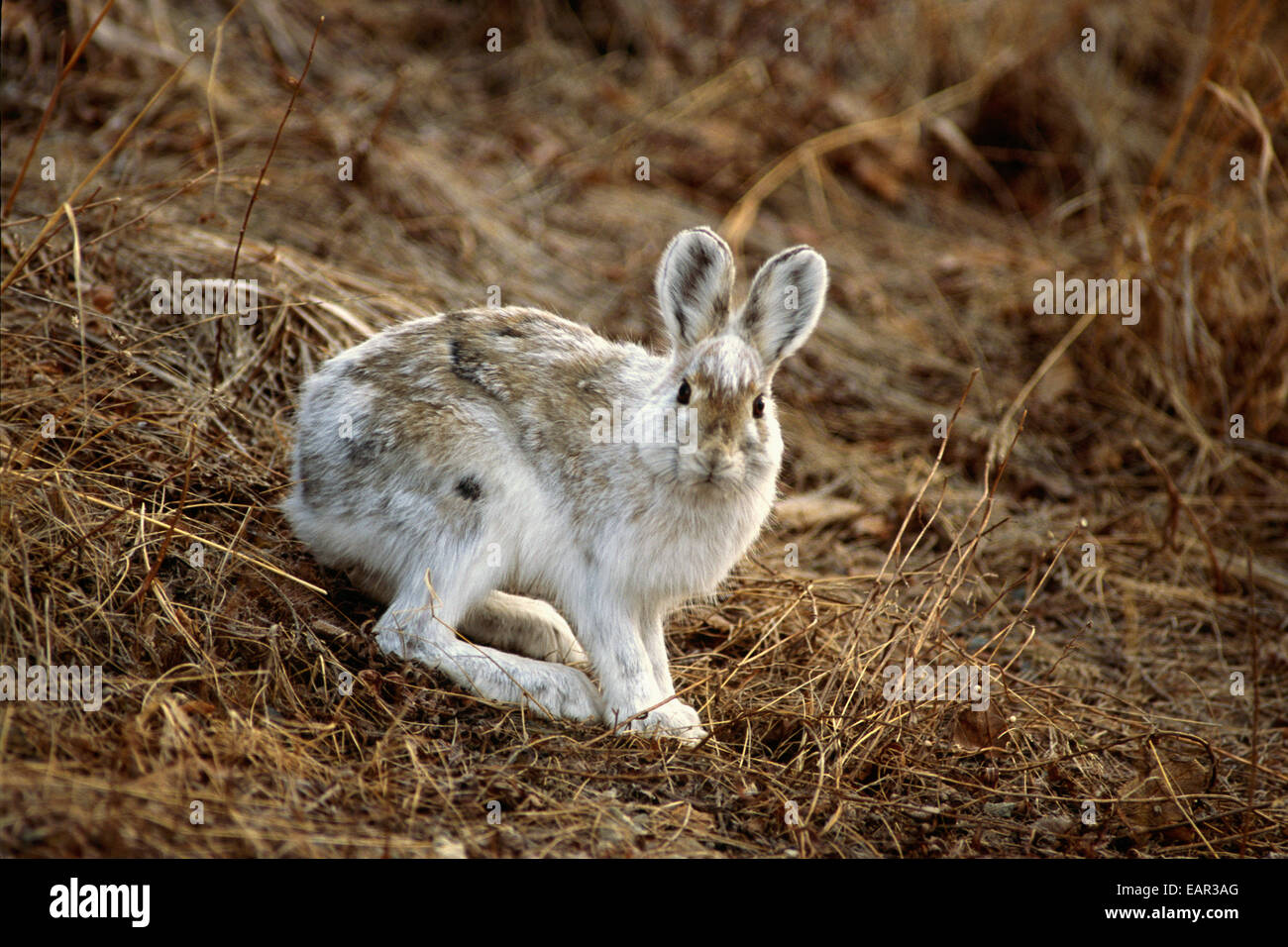 Snowshoe Hare Changing Color Phase During Spring In Denali National