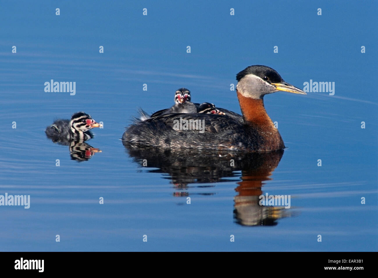 Red-Neck Grebe Swims With It's Chicks At Potter Marsh. Spring In Southcentral Alaska. Stock Photo
