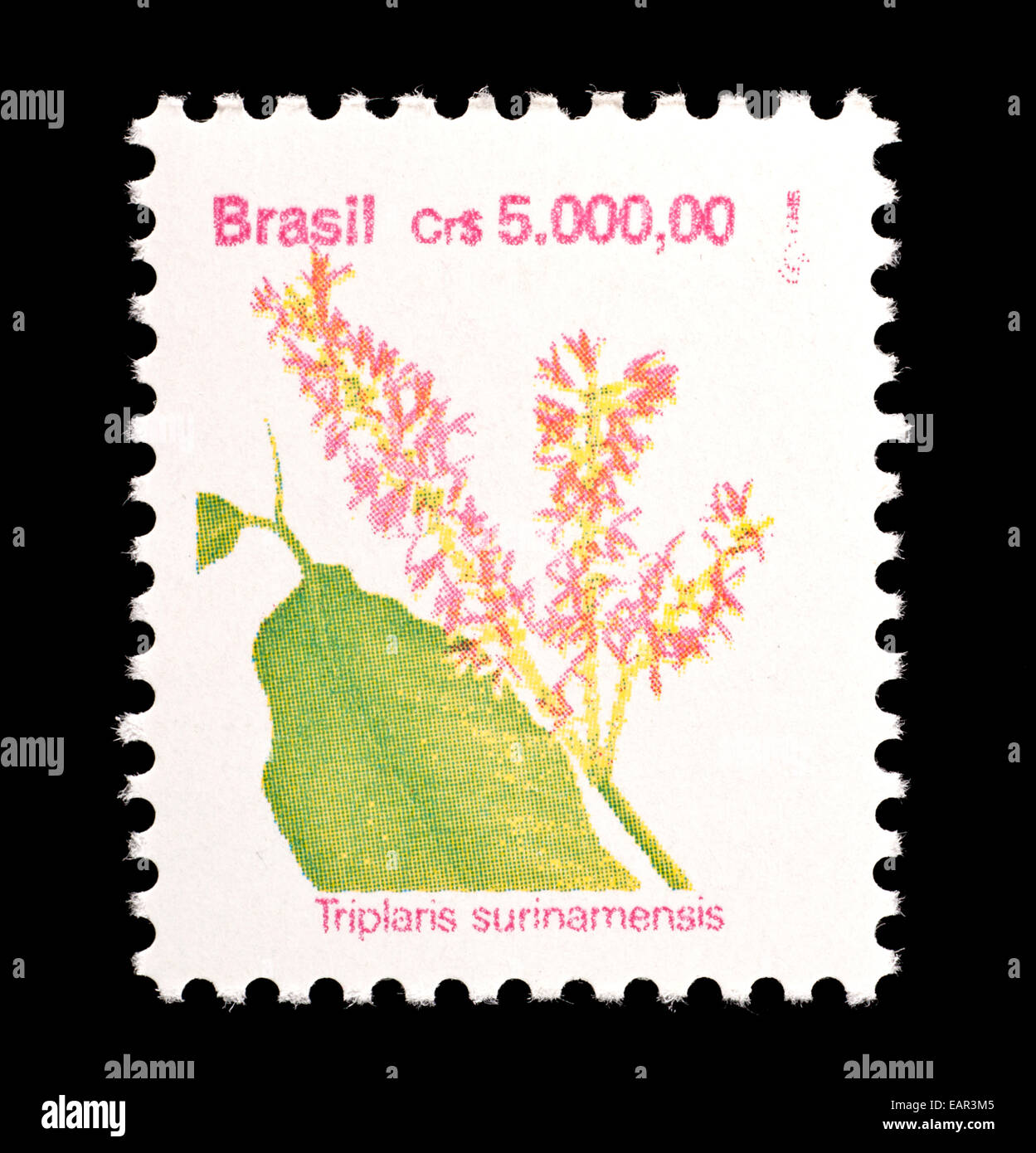 Postage stamp from Brazil depicting Mulato tree (Triparis surinamensis) Stock Photo