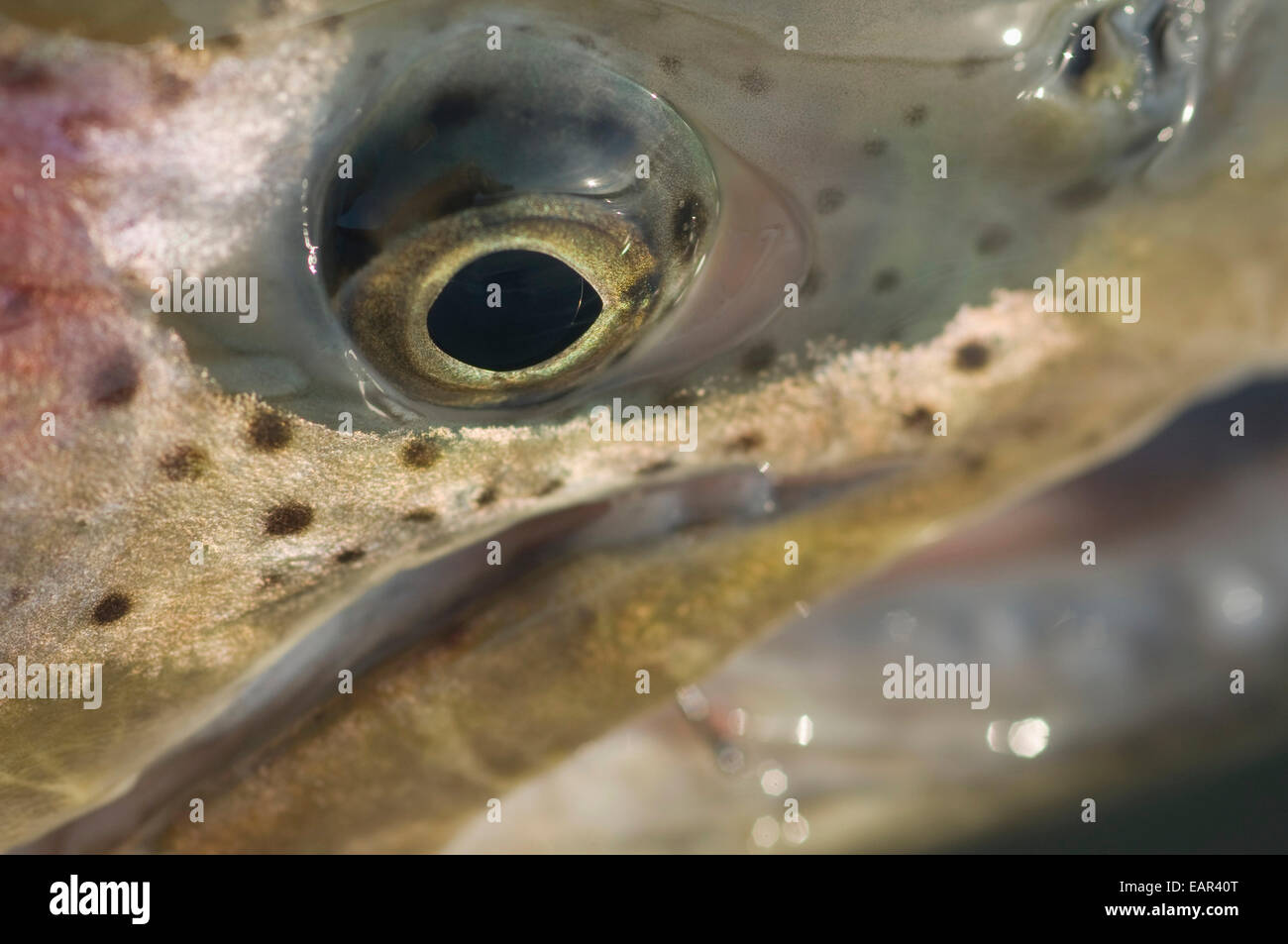 Close Up Of A Rainbow Trout And Its Eye Stock Photo Alamy