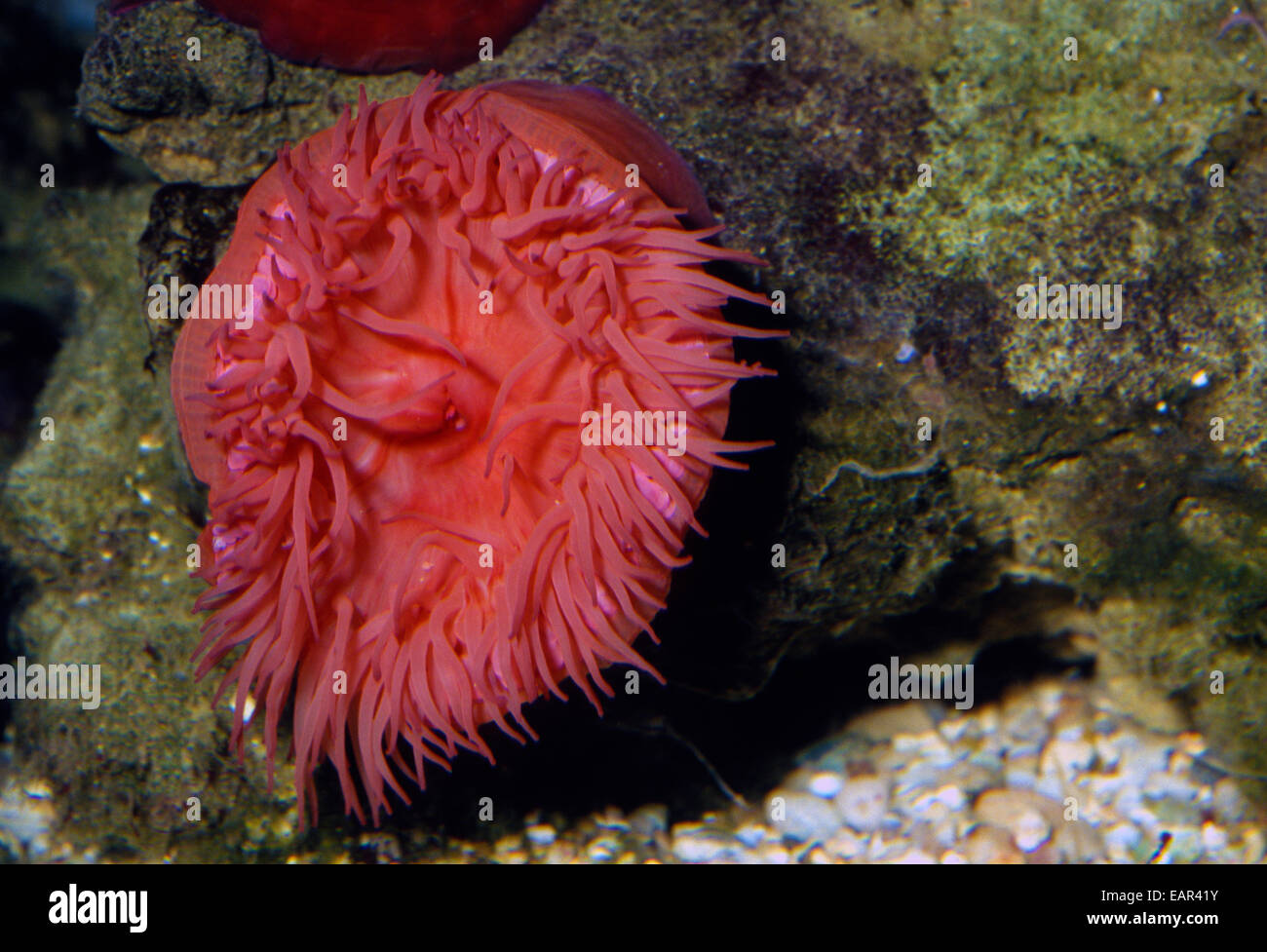 Family actiniidae hires stock photography and images Alamy