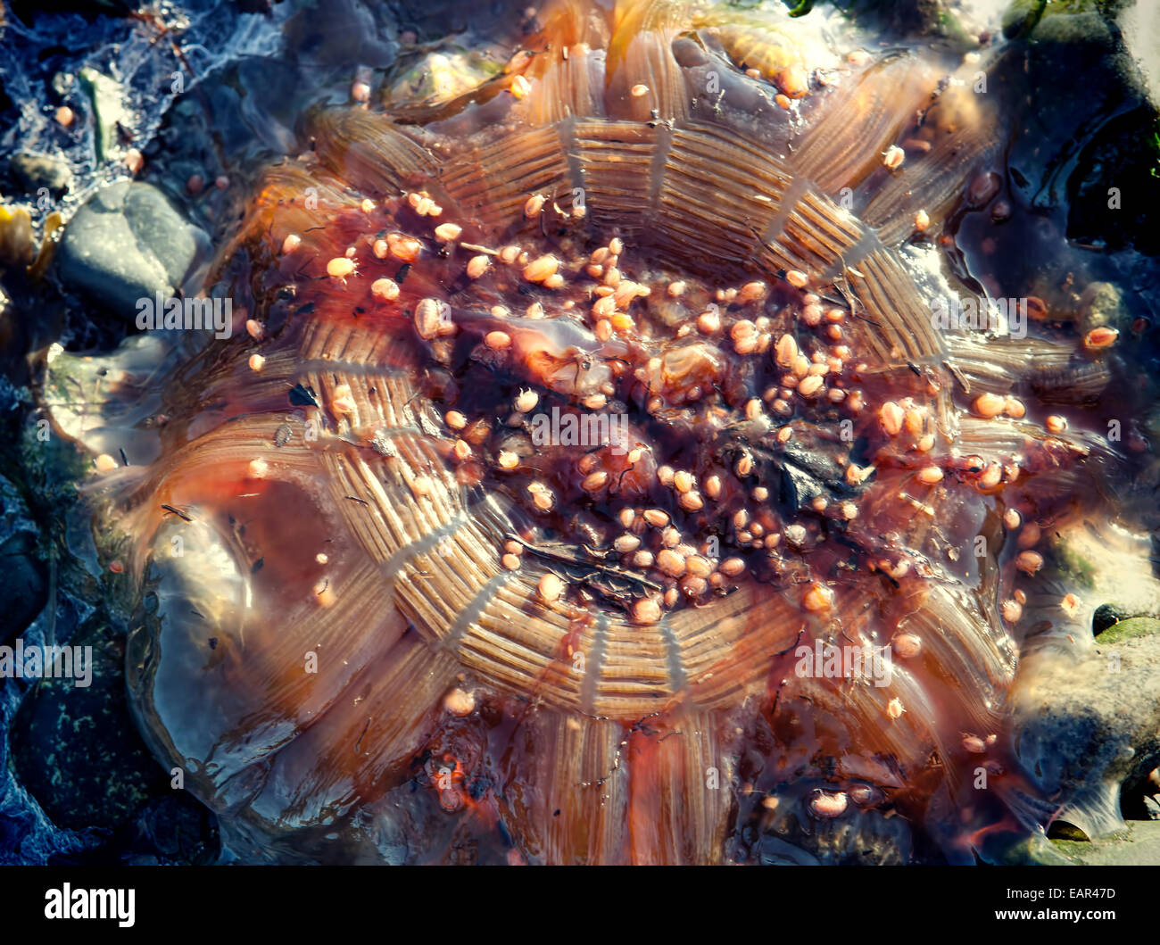 Dead Jellyfish on an Alaskan beach. Stock Photo