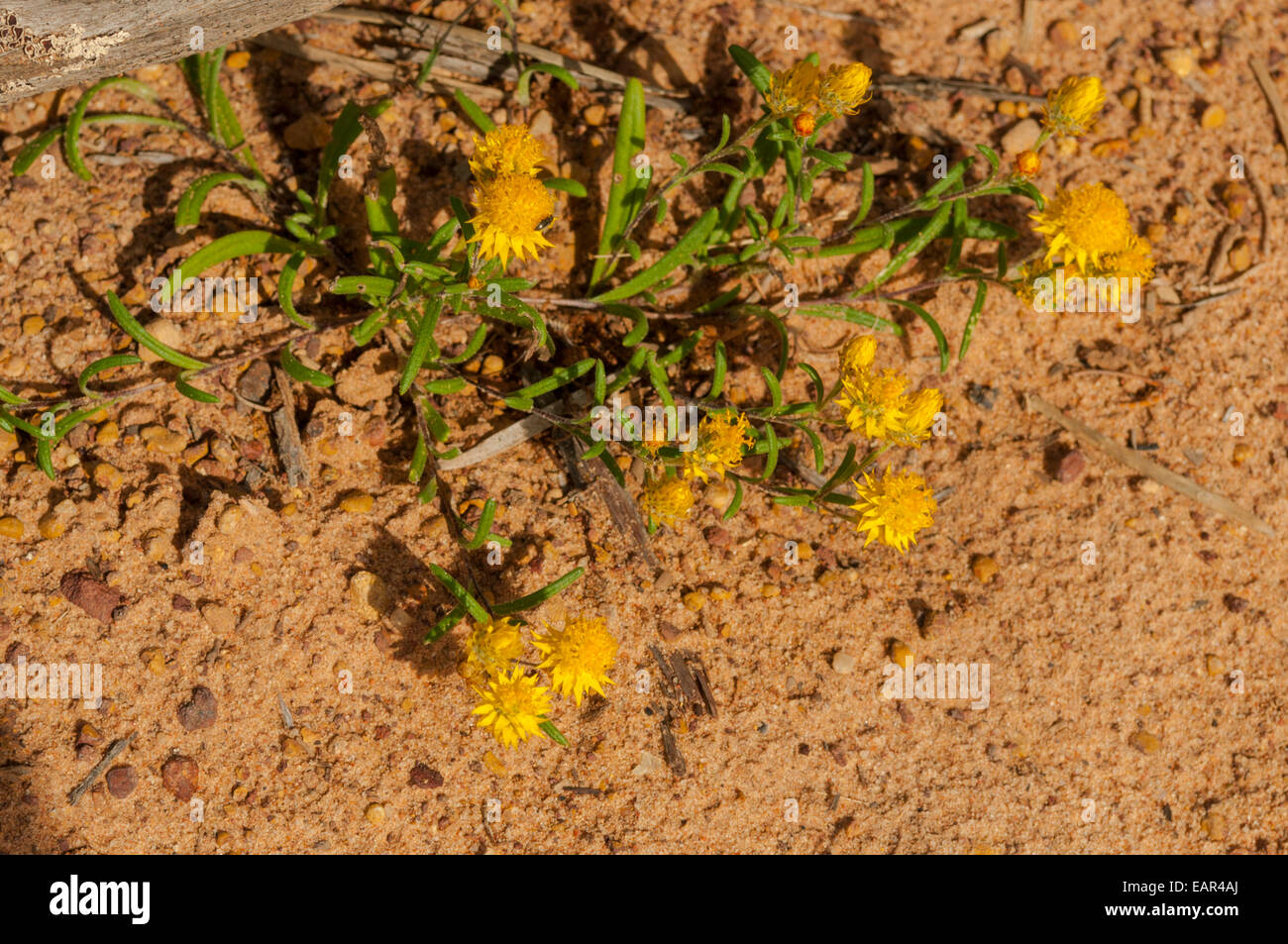 Waitzia acuminata, Orange Immortelle in Kalbarri NP, WA, Australia Stock Photo