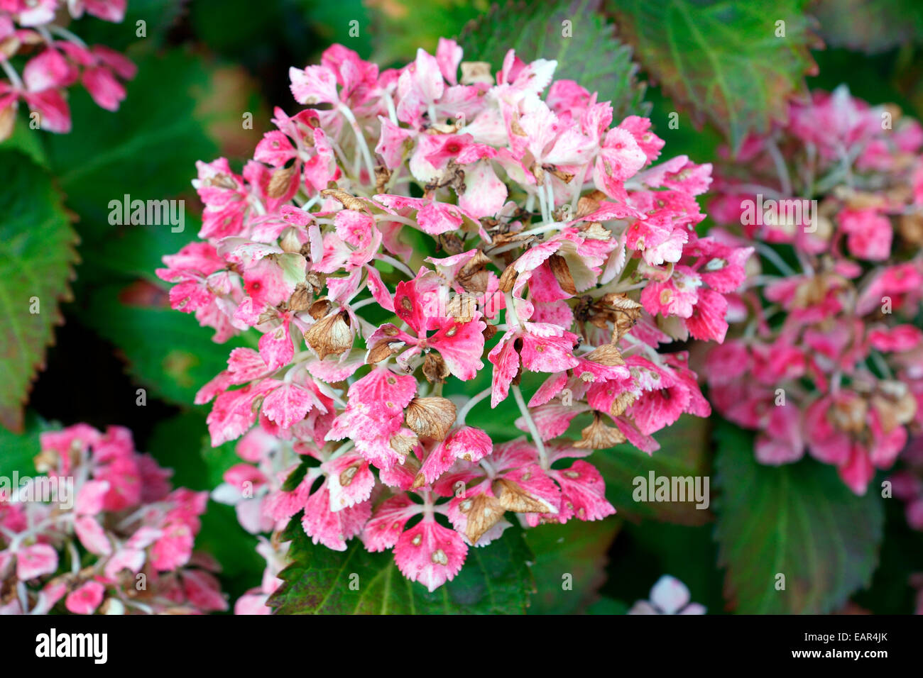 HYDRANGEA, HORTENSIA, MOP HEAD, POMPOM Stock Photo Alamy