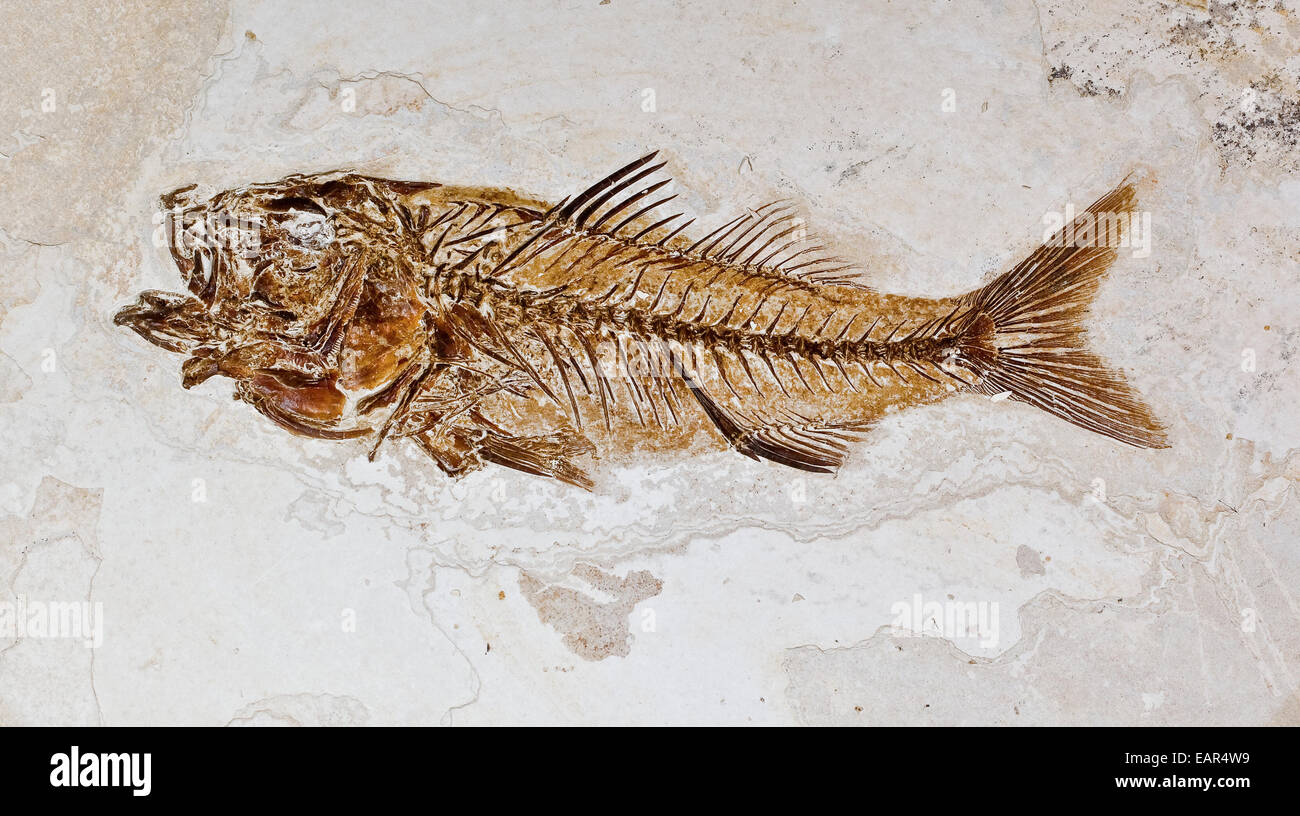 Smerdis macrurus hi-res stock photography and images - Alamy
