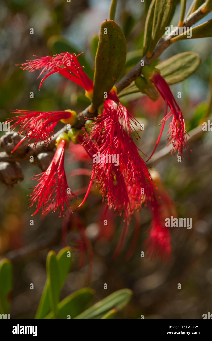Calothamnus homalophyllus, Murchison Clawflower in Kalbarri NP, WA, Australia Stock Photo