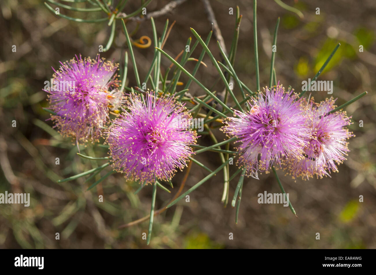 Melaleuca ficifolia, Wiry Honeymyrtle in Kalbarri NP, WA, Australia Stock Photo