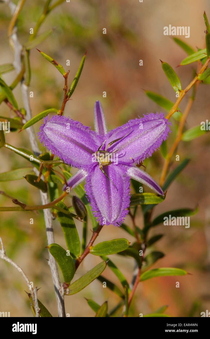 Thysanotus manglesianus, Climbing Fringe Lily in Kalbarri NP, WA, Australia Stock Photo