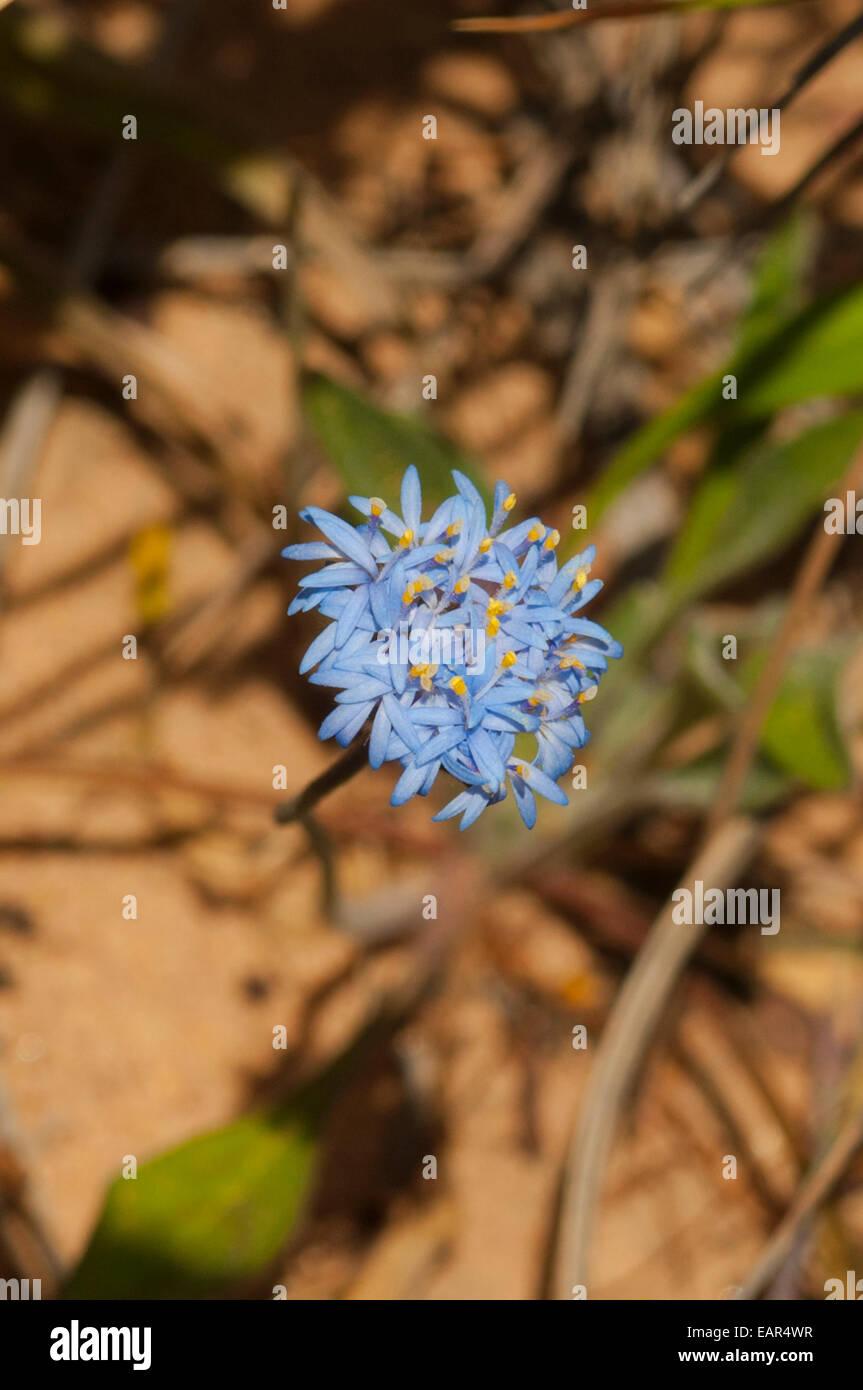 Brunonia australia, Native Cornflower in Kalbarri NP, WA, Australia Stock Photo