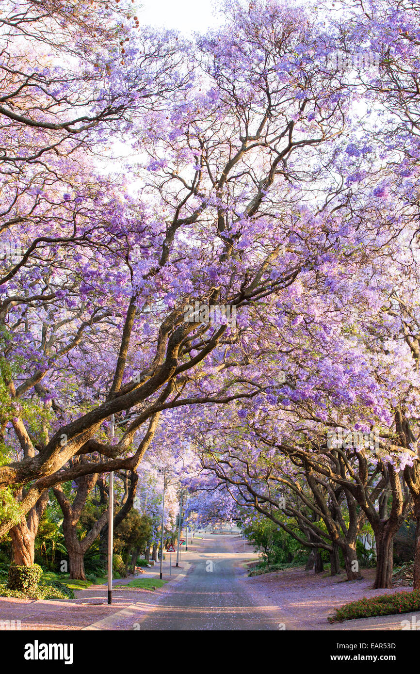 Beautiful purple jacaranda trees blooming during October in Pretoria, South Africa