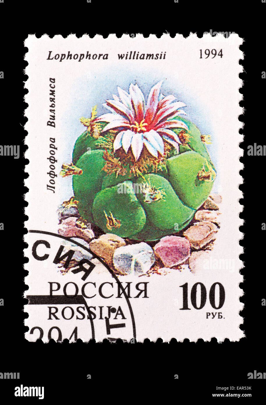 Postage stamp from Russia depicting a peyote cactus (Lophophora williamsii) Stock Photo
