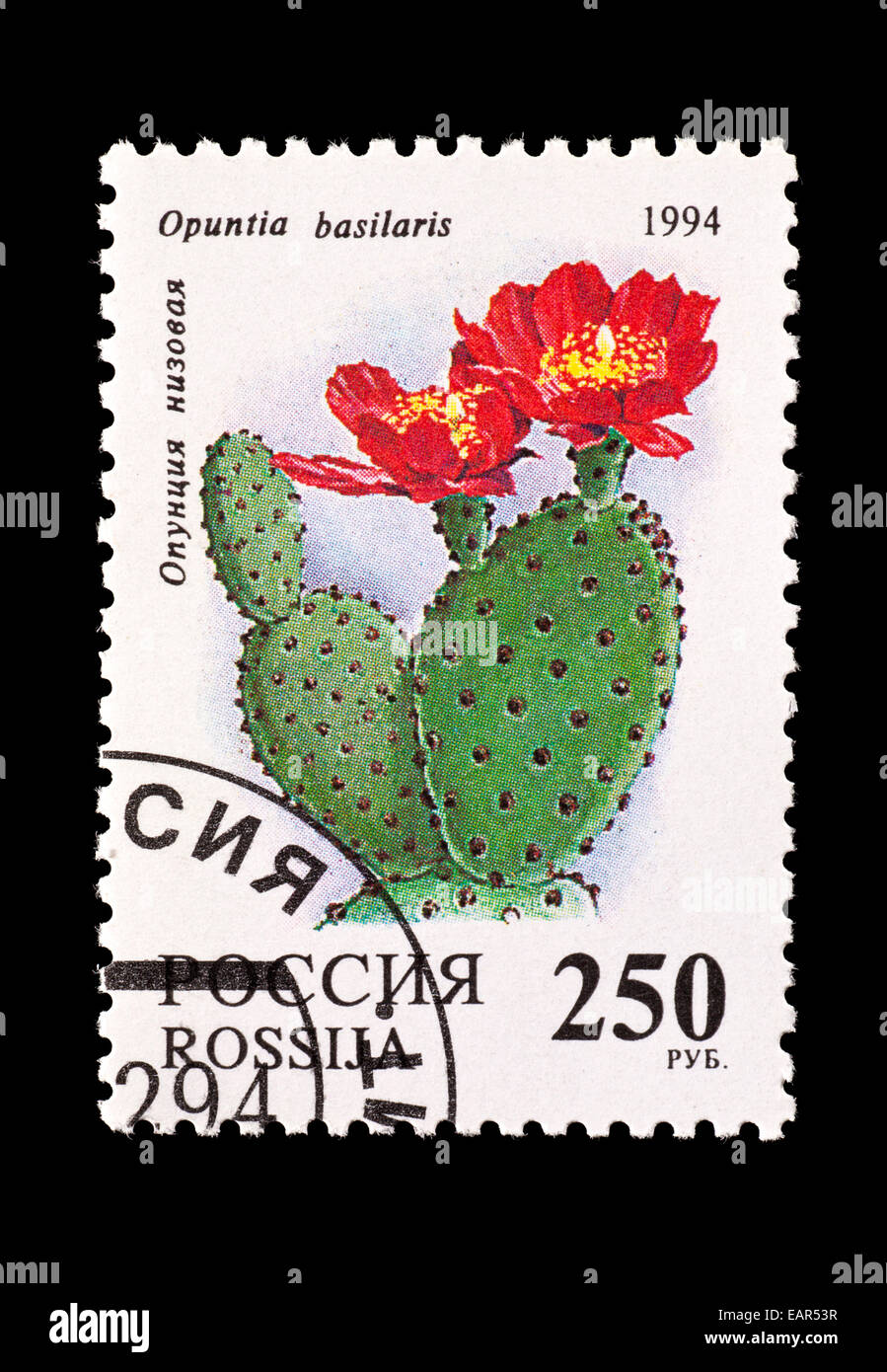 Postage stamp from Russia depicting a Beavertail Cactus flower (Opuntia basilaris) Stock Photo