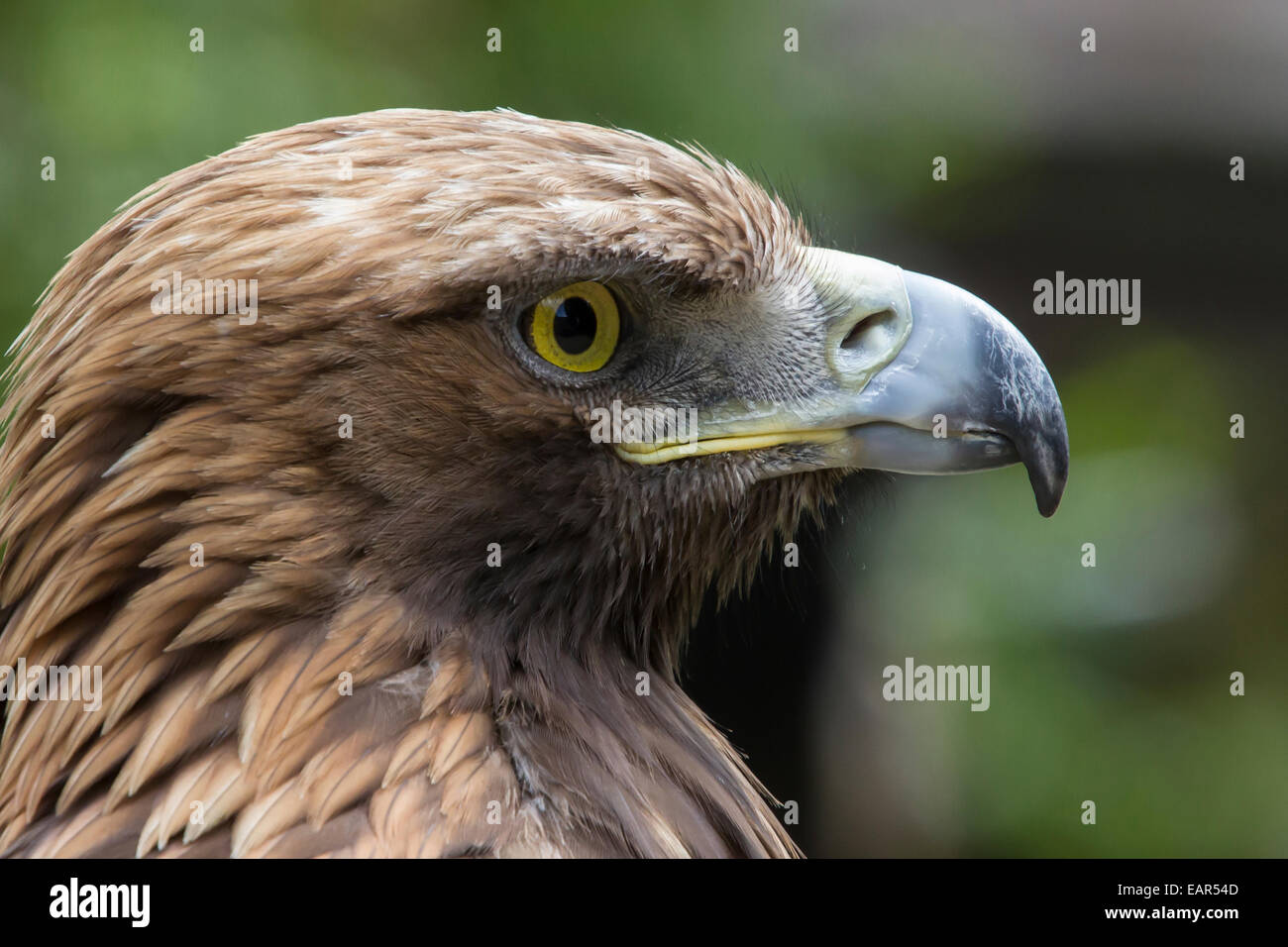 Young golden eagle hires stock photography and images Alamy