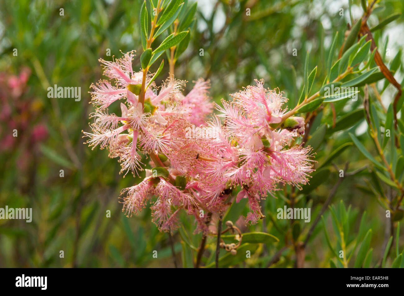 Melaleuca fulgens var., Pink Honeymyrtle in Kalbarri NP, WA, Australia Stock Photo