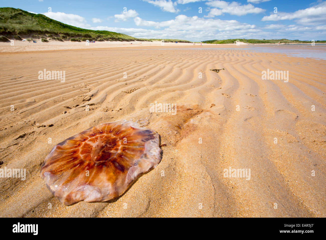 Lions Mane Jellyfish, Cyanea capillata, washed ashore on a Nothumberland Beach Stock Photo