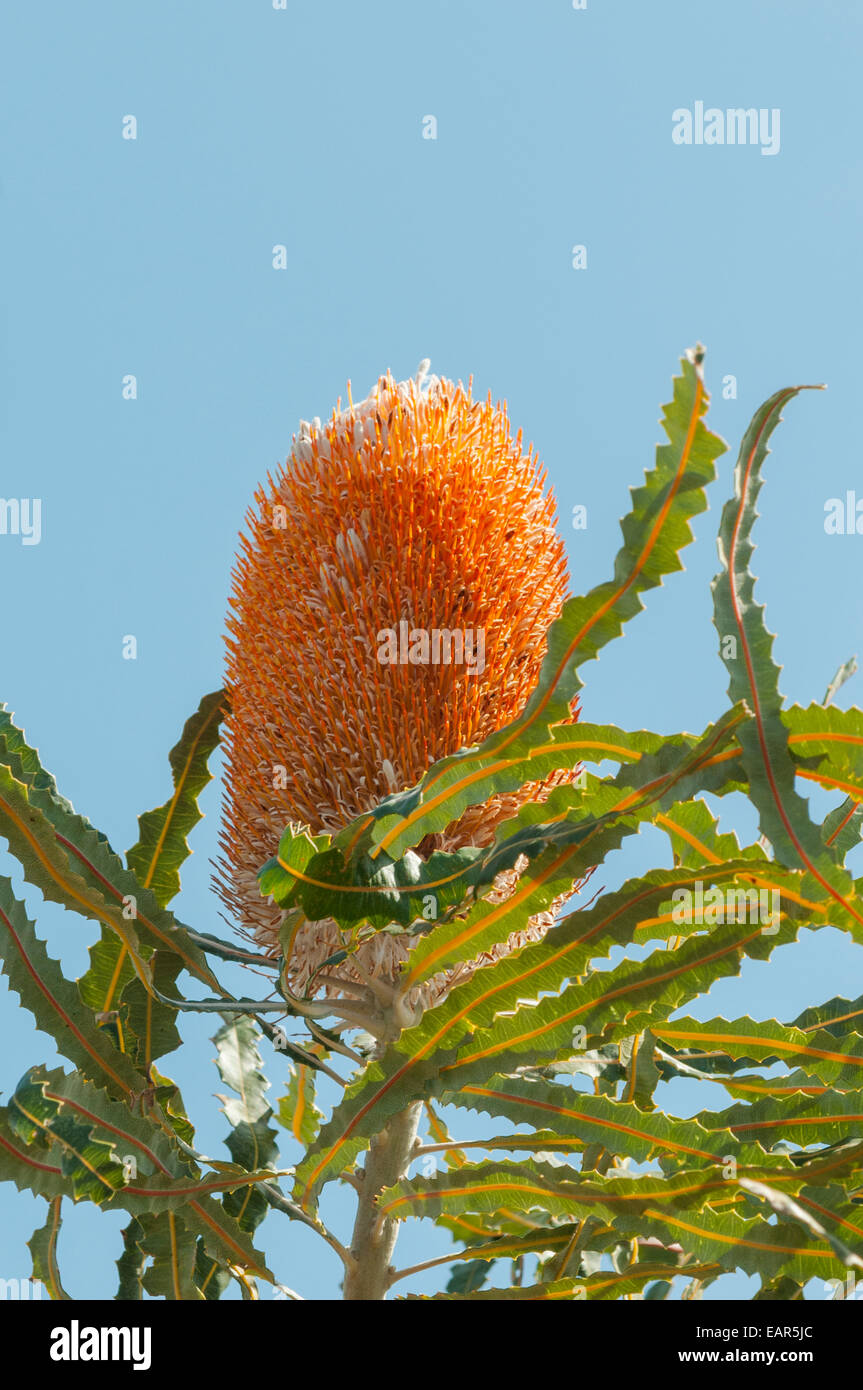Banksia prionotes, Acorn banksia in Kalbarri NP, WA, Australia Stock Photo