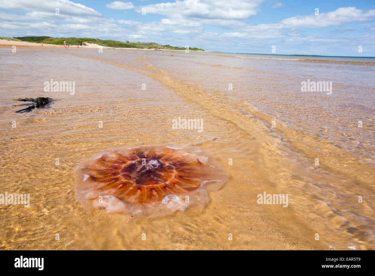 Jellyfish washed up on Beadnell beach in Northumberland, UK. Stock Photo