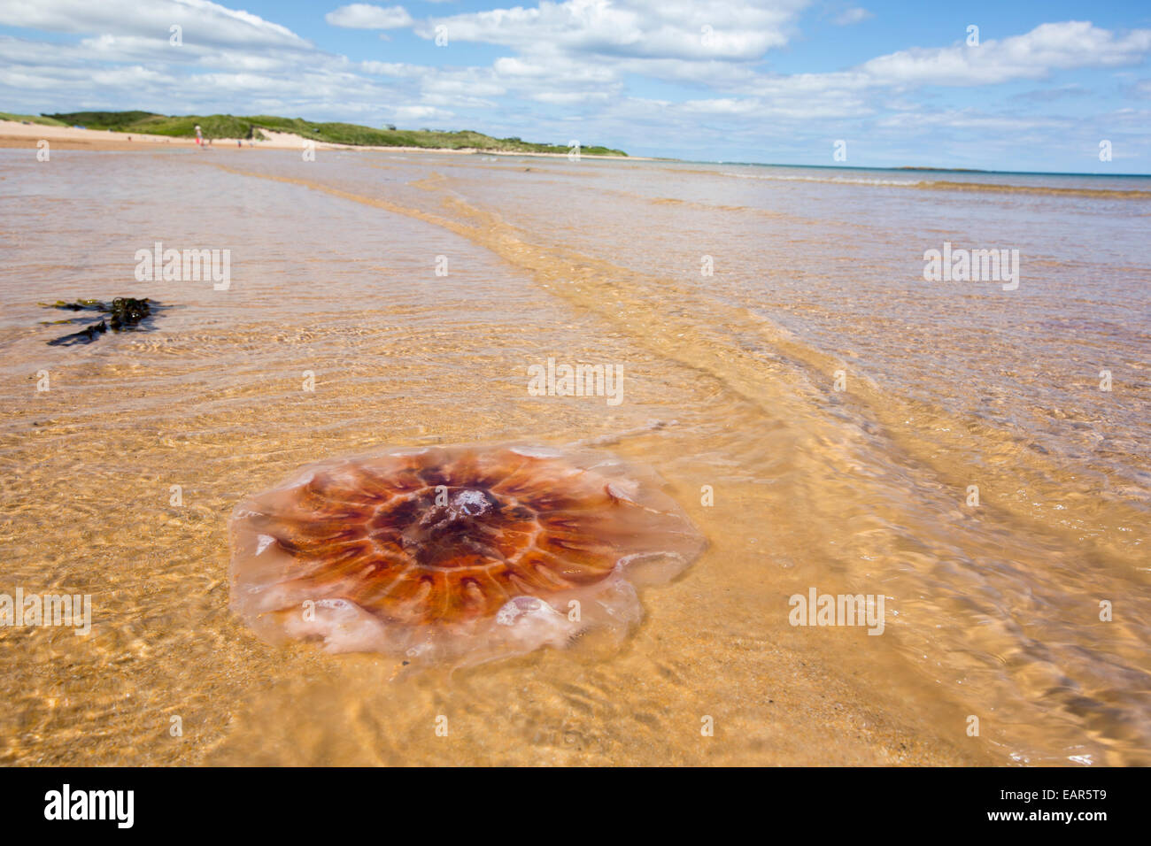 jellyfish-washed-up-on-beadnell-beach-in-northumberland-uk-stock-photo