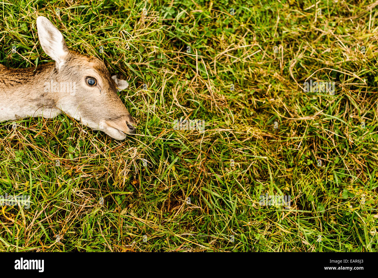 A shot roe deer in woods of Brandenburg Herzberg (Mark), on Novemberr 06, 2014 in Germany. Photo: picture alliance/Robert Schlesinger Stock Photo